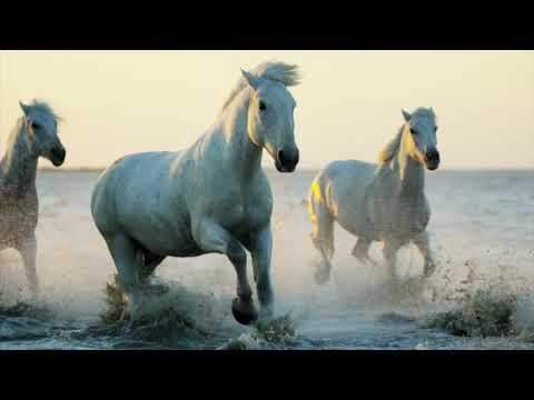 Country Mix - Ride Me Back Home by Willie Nelson (Mini Music Documentary) @ MixerBox
