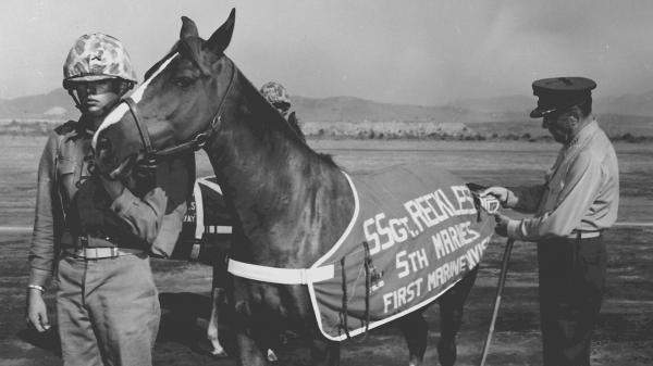 The Story of Sergeant Reckless: Korean War Horse Served with Valor | America's Best Racing