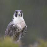 NKR Consulting Profile Picture