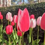 Becky Lee Profile Picture