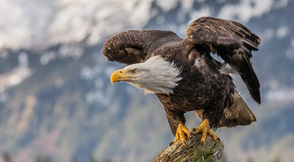 The American Bald Eagle Population Has Quadrupled Since 2009