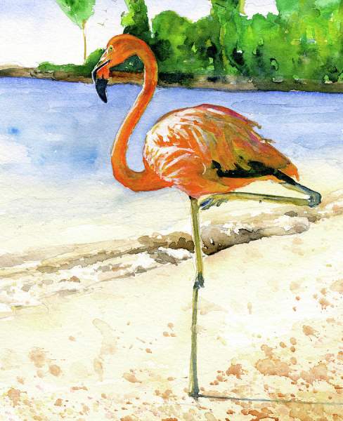 Flamingo by John D Benson