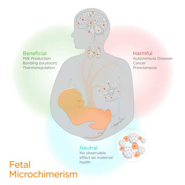 Fetal cells influence mom's health during pregnancy — and long after | ASU News