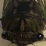 John Hetu Profile Picture