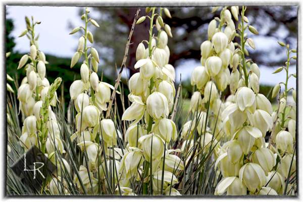 Yucca Flowers… | Lincoln's Thinkin's