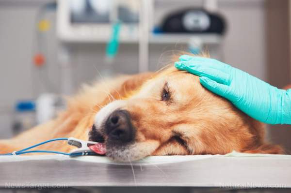 Popular flea collar linked to thousands of pet deaths, reveals new report – NaturalNews.com