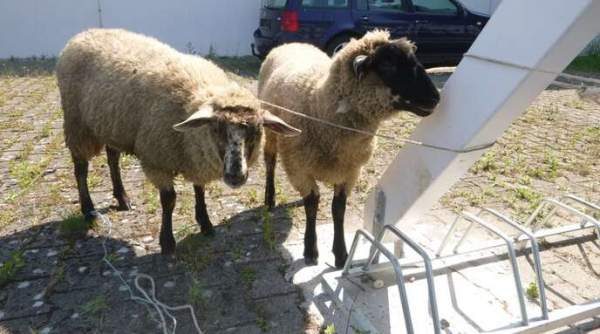 Schafe in Freistett vor Flüchtlingsunterkunft angeleint – Zusammenhang mit muslimischen Opferfest ? – Jihad Watch Deutschland