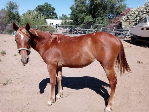 Grade Quarter Horse Filly For Sale