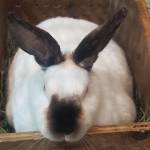 Koehn Rabbitry Profile Picture