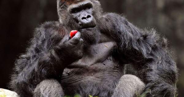 Zoo Atlanta gorillas infected with COVID-19