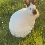 Meat Rabbits In Oregon Profile Picture