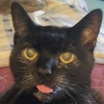 Rubygwen Profile Picture