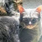 Seebrina Profile Picture