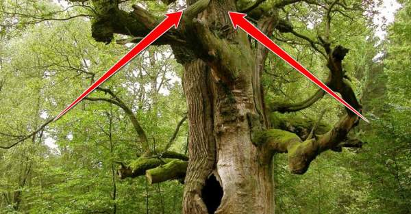 Liberals Spot STRANGE Items In Trees, Find Out What It Is Then All HELL BREAKS LOOSE...