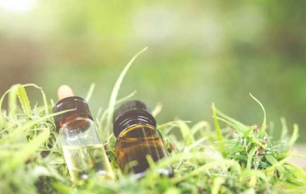 Little Known Facts About Cbd Oil For Dogs