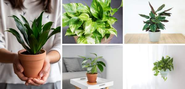 21 Houseplants that Can Grow Without Sunlight