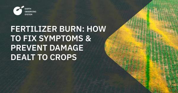 Fertilizer Burn Symptoms & Signs: How To Spot, Fix, And Prevent