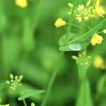 Gomez Kim Profile Picture