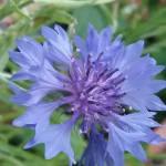 Tonia Halley Profile Picture