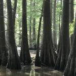 Miranda Moore Profile Picture