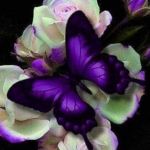 Mercy Chanter profile picture