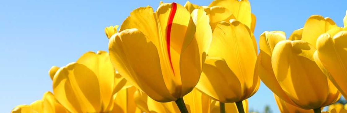 Dyan Boling Cover Image