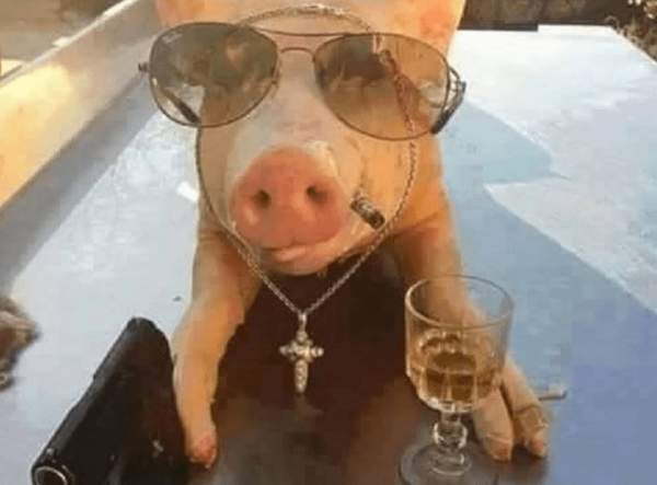 France: The authorities are afraid of the “youths”, the pig festival has been cancelled! – Allah's Willing Executioners