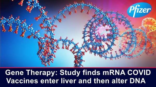 Gene Therapy: Study finds mRNA COVID Vaccines enter liver and then alter DNA – The Expose