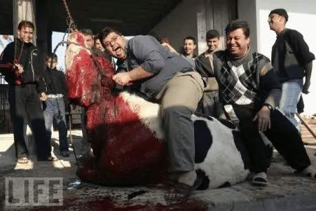 France: Breton slaughterhouse company ends halal slaughter in the name of animal welfare ! – Allah's Willing Executioners
