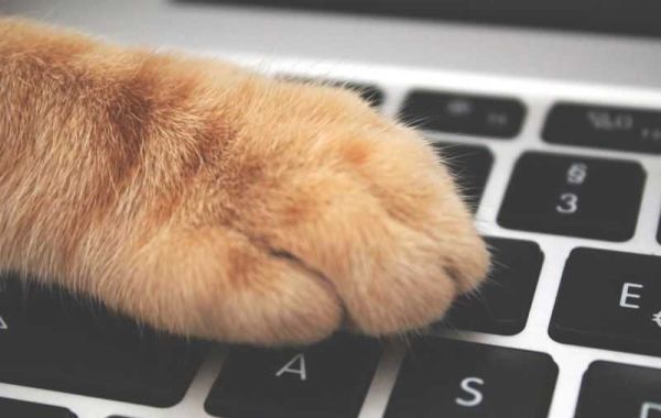 The benefits of choosing an online pet store