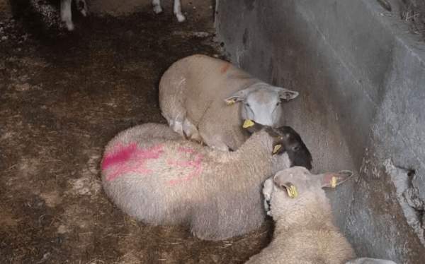 Eid el-Kebir (Opferfest): Die Organisation L214 prangert ein Unternehmen im französischen Norden an, das lebende Schafe an Privatpersonen verkauft haben soll, um sie “heimlich zu schlachten” – Jihad Watch Deutschland