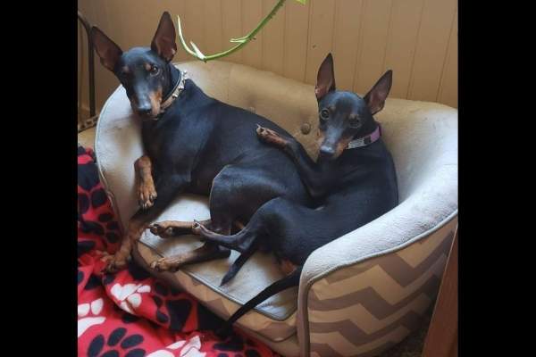 TGW'S MOUNTAIN GATE  TOY MANCHESTER TERRIERS - Puppies For Sale