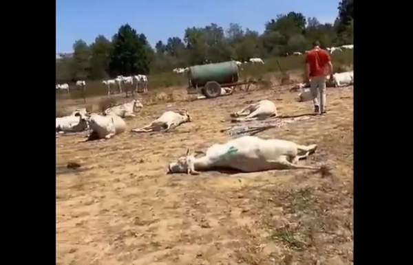 A third farm in a row in a small area was left without animals after a mass die-off – World-Signals News