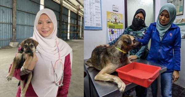 M'sian Muslim vet treats dogs despite stigma & critics telling her to change her job claiming it's forbidden - Mothership.SG - News from Singapore, Asia and around the world