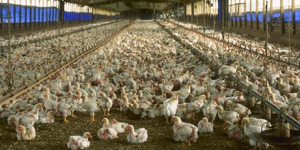 U.S. bird flu outbreak officially becomes worst on record
