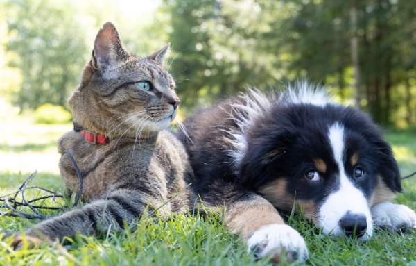 Pet Ownership is Now Under Attack by Unhinged Climate Extremists - Says Dogs and Cats are Part of the Climate Problem