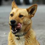 Lingga Pratama Profile Picture