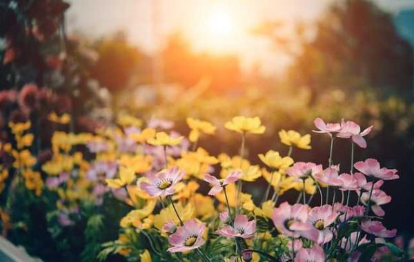 The Benefits of Having a Garden on a Person's Life and Mood