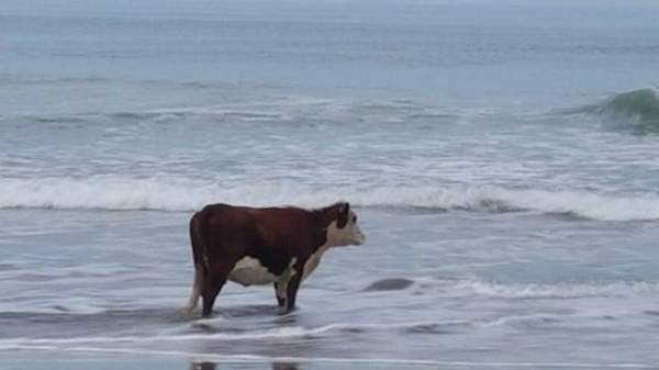 A Dutch Couple Is So Alarmed Over "Climate Change" They Built A Farm Placing Cows In The Middle Of The Sea