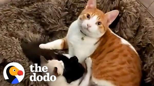 Cat Cares For His New Sister’s Kittens After She Gives Birth – 1Funny.com