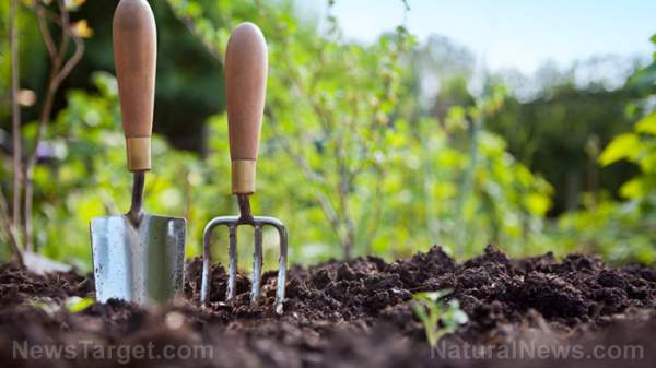 Home gardening tips: How to maintain a drought-resistant garden – NaturalNews.com