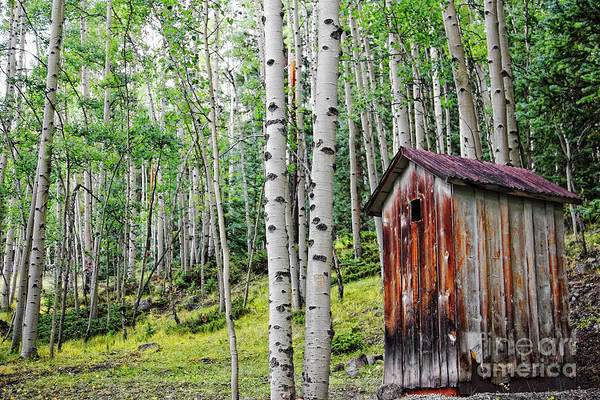 Sold - Old Outhouse Among Aspens