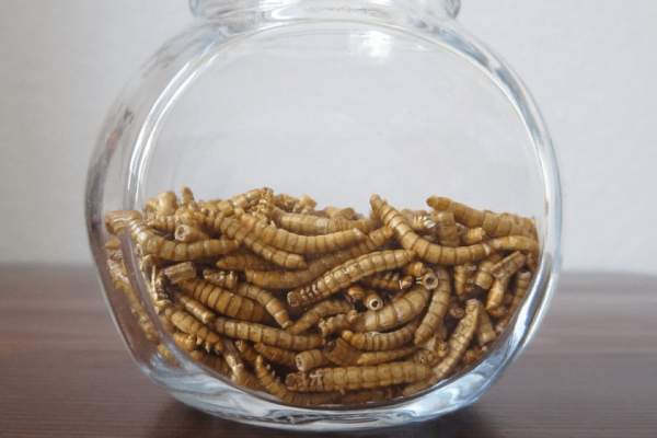 Good News: Italy Bans Insect Flour from its Pasta and Pizza – Allah's Willing Executioners
