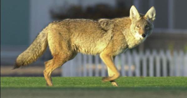 Arizona Authorities Warn Parents After Large, Bold Coyote Attacks Two Toddlers During Daylight Hours