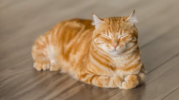Dr. Dolittle, meet AI: new model identifies pain in cats - ISRAEL21c