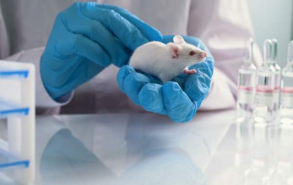 Scientists breed mice with two males, no females through method that could lead to human 'gaybies' - LifeSite