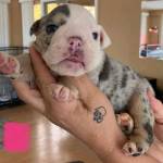 Sarah Green Profile Picture