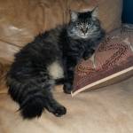 Lisa Replogle Profile Picture