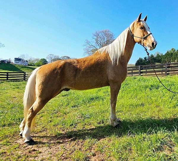 Awesome Disposition and Super Friendly Palomino Gelding for sale - CowboyWay Classifieds