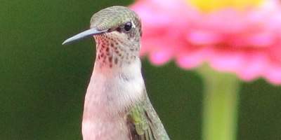Hummingbird species, 2023 hummingbird migration map, sighting reports, hummingbird gardening, feeders, photographs, videos, bookstore, links, and resources
